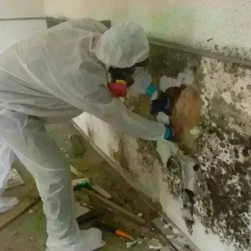 Mold Remediation and Removal in Bath County, KY